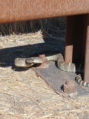 Crotalus oreganus oreganus