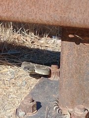 Crotalus oreganus oreganus