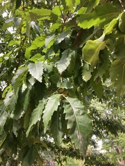 Quercus castaneifolia