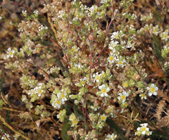 Ivesia sericoleuca