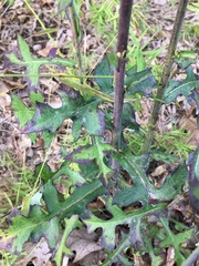 Lactuca hirsuta