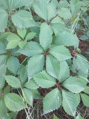Parthenocissus inserta