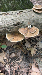 Daedaleopsis confragosa