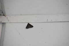 Tetanolita mynesalis