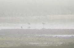 Phoenicopterus ruber