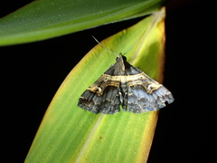 Bertula abjudicalis