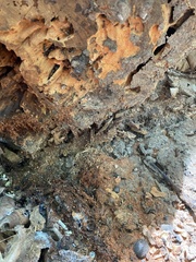 Formicidae