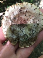 Hypomyces lateritius