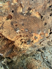Formicidae