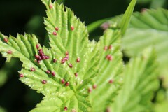 Dasineura ulmaria