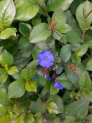 Ceratostigma