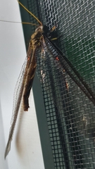 Haploglenius flavicornis