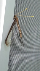 Haploglenius flavicornis