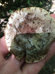 Hypomyces lateritius