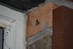 Tetanolita mynesalis