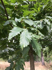 Quercus castaneifolia