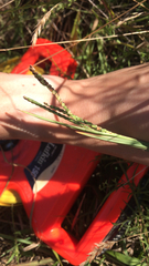 Paspalum pubiflorum