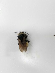 Bombus terricola