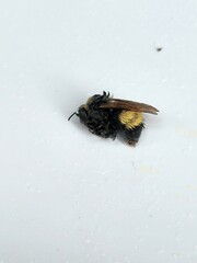 Bombus terricola