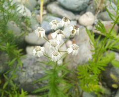 Achillea impatiens