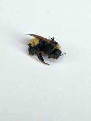 Bombus terricola