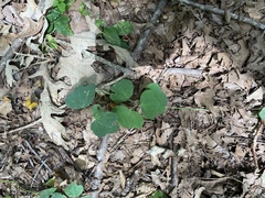 Passiflora lutea