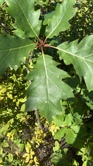 Quercus rubra