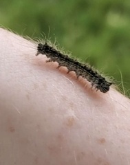 Noctuoidea