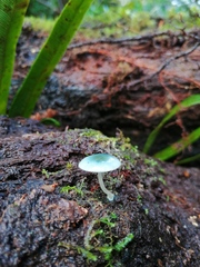 Mycena cyanocephala