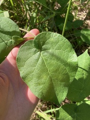Matelea carolinensis