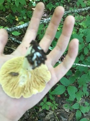 Lactifluus piperatus