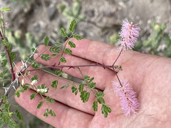Mimosa distachya