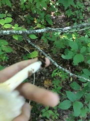 Lactifluus piperatus