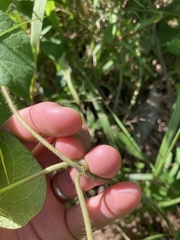Matelea carolinensis