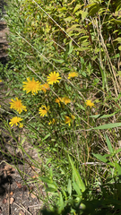 Hieracium umbellatum