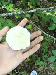 Lactifluus piperatus