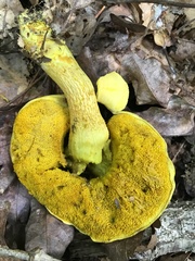 Retiboletus ornatipes
