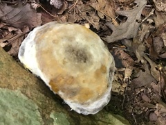 Retiboletus ornatipes