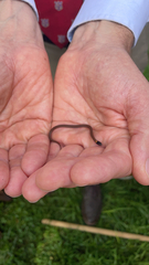 Storeria occipitomaculata