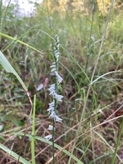 Spiranthes lacera gracilis