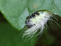 Acronicta rubricoma