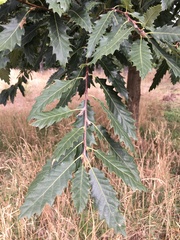 Quercus castaneifolia