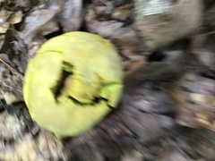 Retiboletus ornatipes