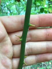 Smilax rotundifolia