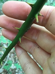 Smilax rotundifolia
