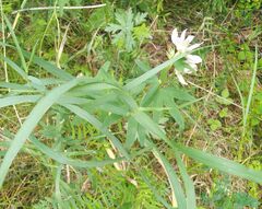 Trifolium lupinaster