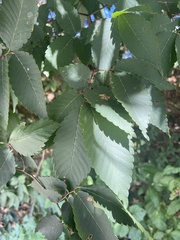Ulmaceae