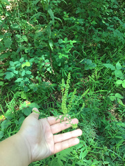 Pseudanomodon attenuatus