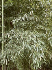 Phyllostachys aurea
