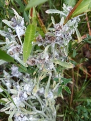 Gnaphalium uliginosum